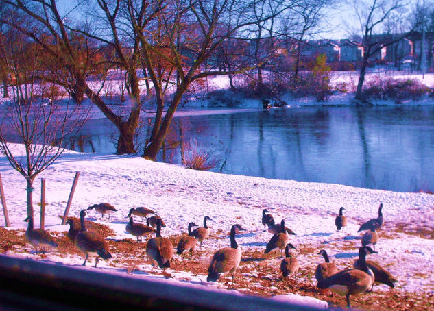 Patos con frio Arquitectura e interiorismo Blanco y Negro (Digital)