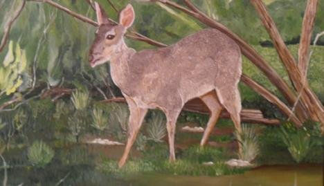 CORZUELA PARDA
