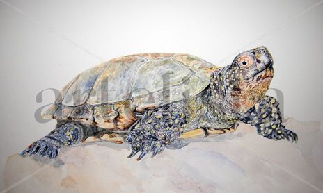 Ilustración
