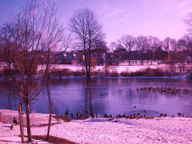 Patos al agua 