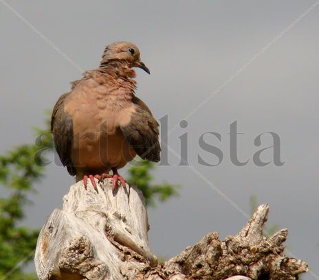 Torcacita