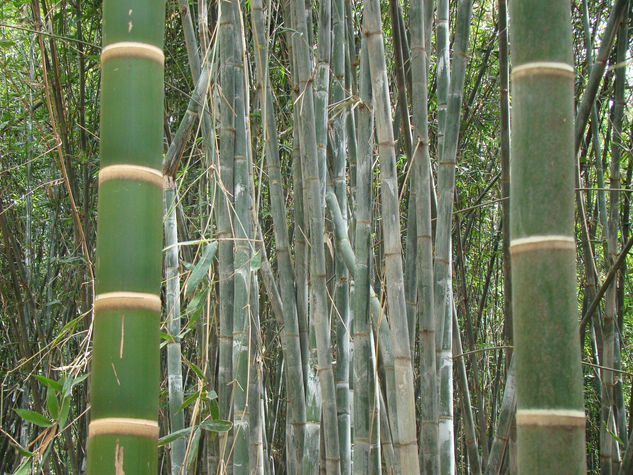 Bambu 