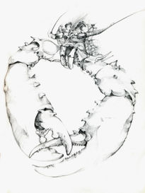 Crustaceo, (detalle)