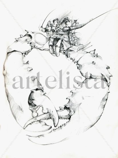 Crustaceo, (detalle) Grafito