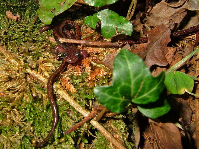 Rabilarga Naturaleza Color (Química)