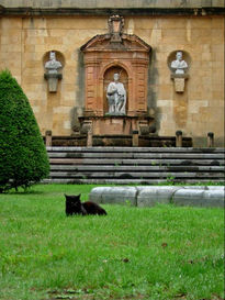 El gato de la Catedral