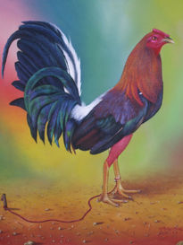 Gallo de pelea