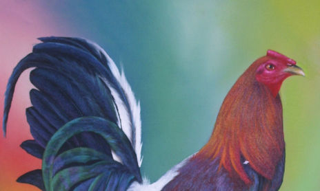 gallo de pelea