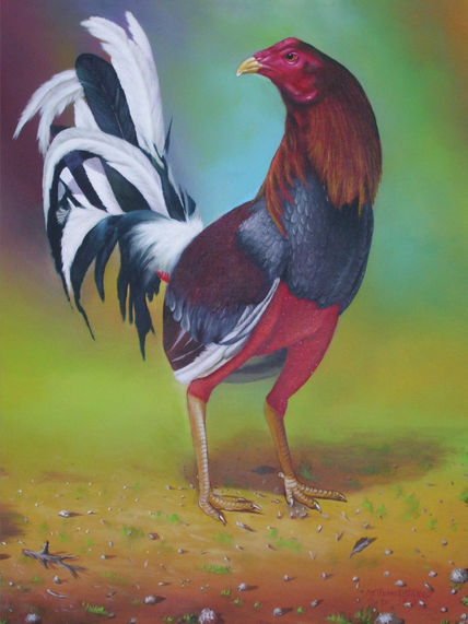 Gallo de pelea 2