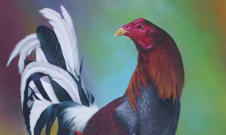 gallo de pelea 2