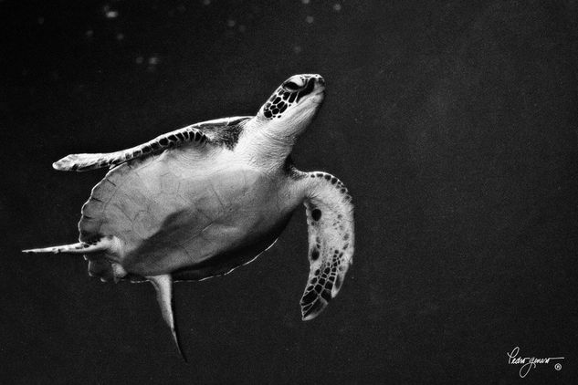 "Vuela, dijo la tortuga!" Naturaleza Blanco y Negro (Digital)