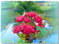 Rosas en el mar