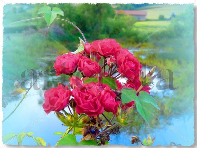 Rosas en el mar