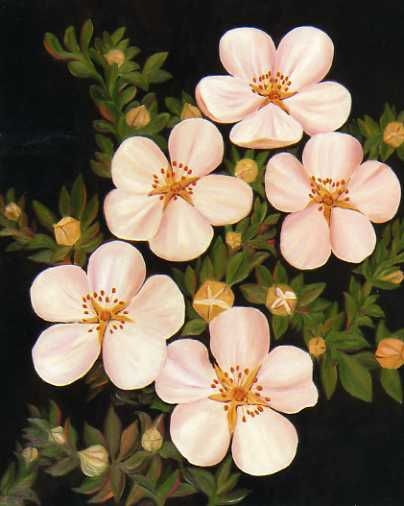 Potentilla Óleo Lienzo Paisaje