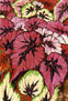 Begonias