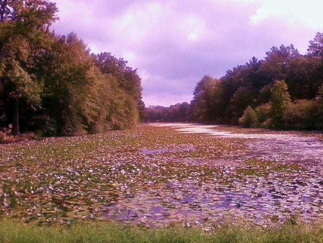 Nido de lilas 