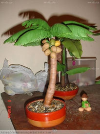 Bonsai Palma de Coco