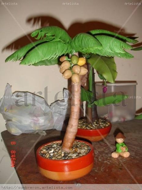 Bonsai Palma de Coco