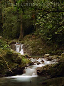 El rio del Bosque