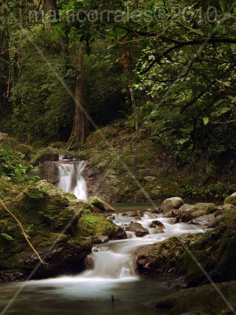 El rio del Bosque