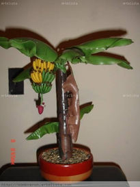 Bonsai Banano