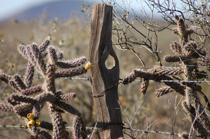 Campo menonita