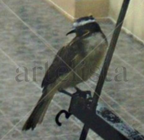 Benteveo,,habitante...