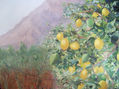 limonero