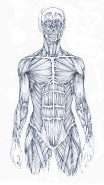 Estudio Musculatura...