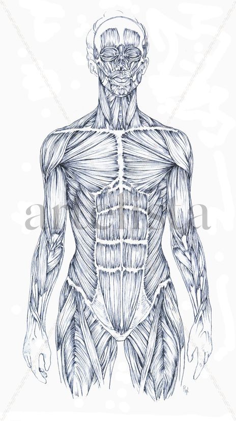 Estudio Musculatura...