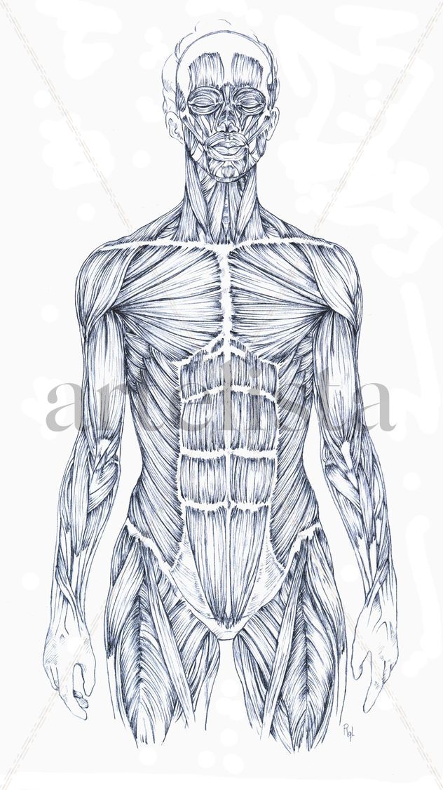 Estudio Musculatura (Vista Anterior)