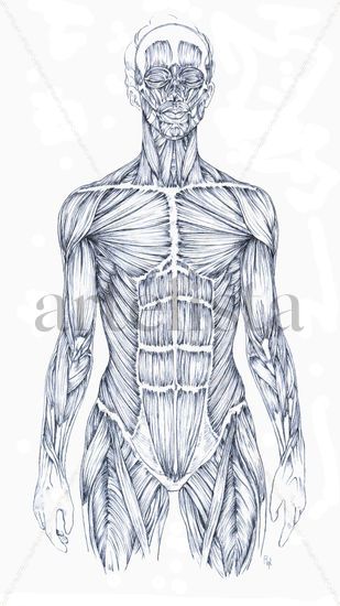 Estudio Musculatura (Vista Anterior) Grafito