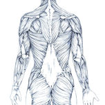 ANATOMIA MORFOLÓGICA thumbnail 2
