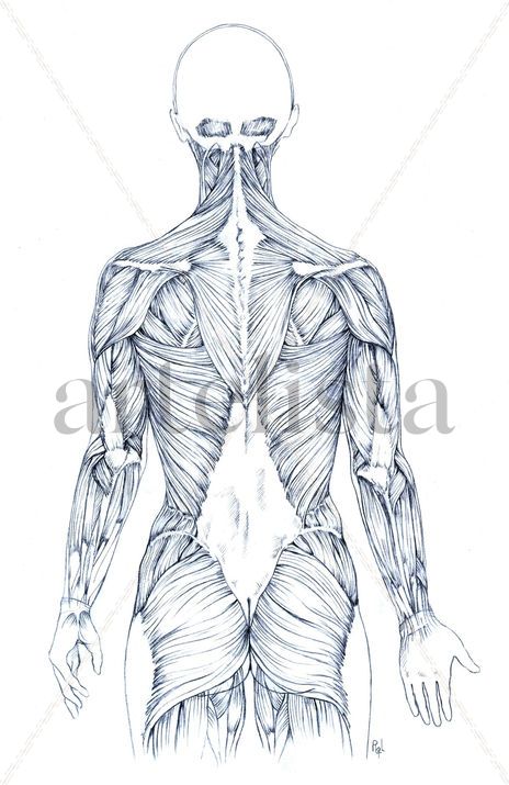 Estudio Musculatura...