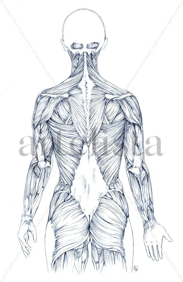 Estudio Musculatura (Vista Posterior)