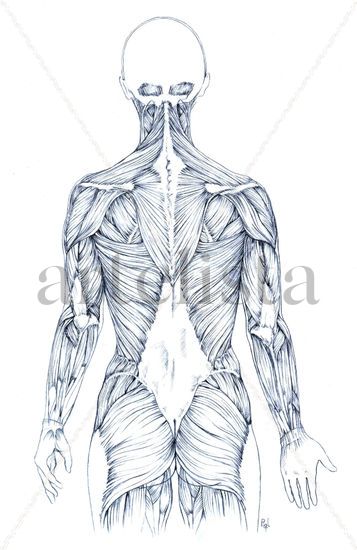 Estudio Musculatura (Vista Posterior) Graphite