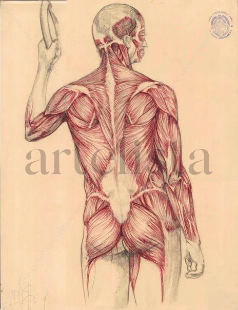 Estudio muscular...