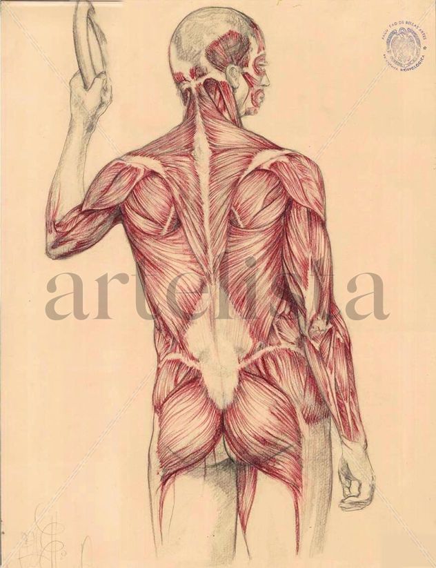 Estudio muscular torax (espalda)