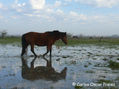 REFLEJOS 5