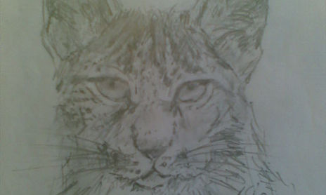 animales