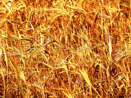 Campos de oro trigo