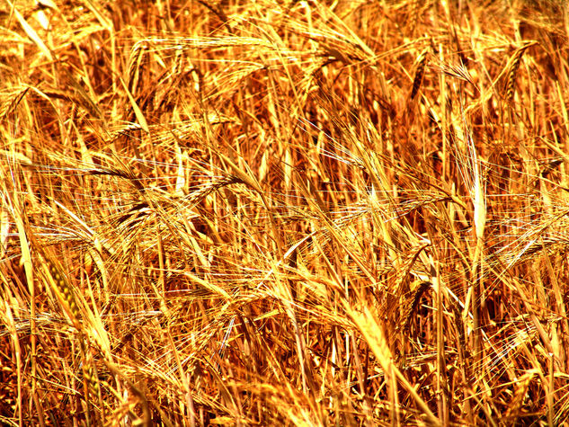 campos de oro trigo 