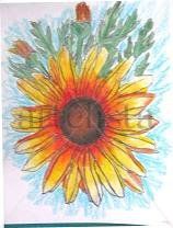 Girasol 1
