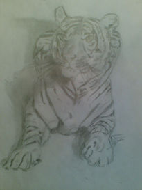 Tigre