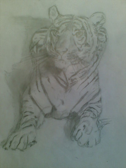 tigre 