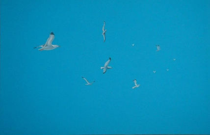 Gaviotas en pleno...