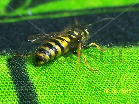 Abeja