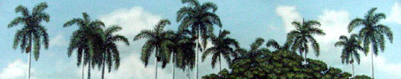 Imagen de portada