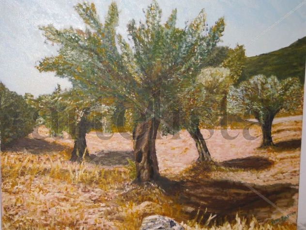 Un campo de olivos para vivir en él