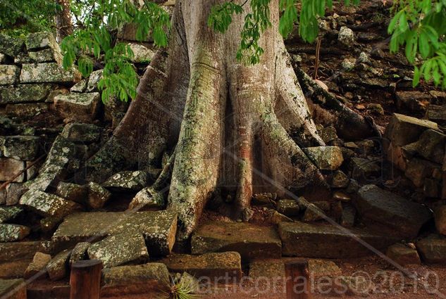 Raices desde ls entrañas mayas Travel Color (Digital)